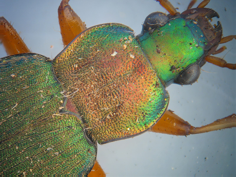 Chlaenius velutinus? No,  Chlaeniellus nitidulus